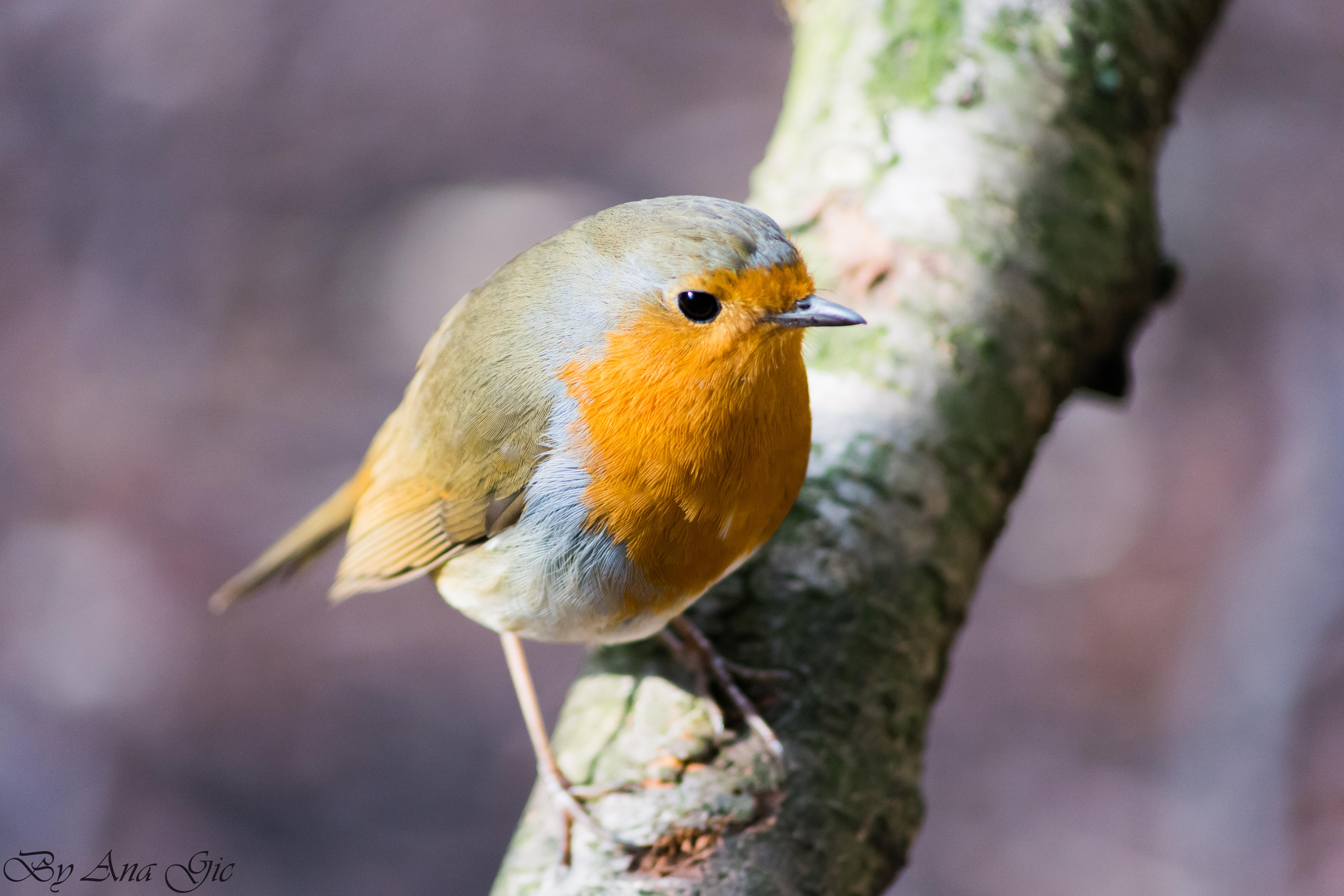 photo of robin on a branch