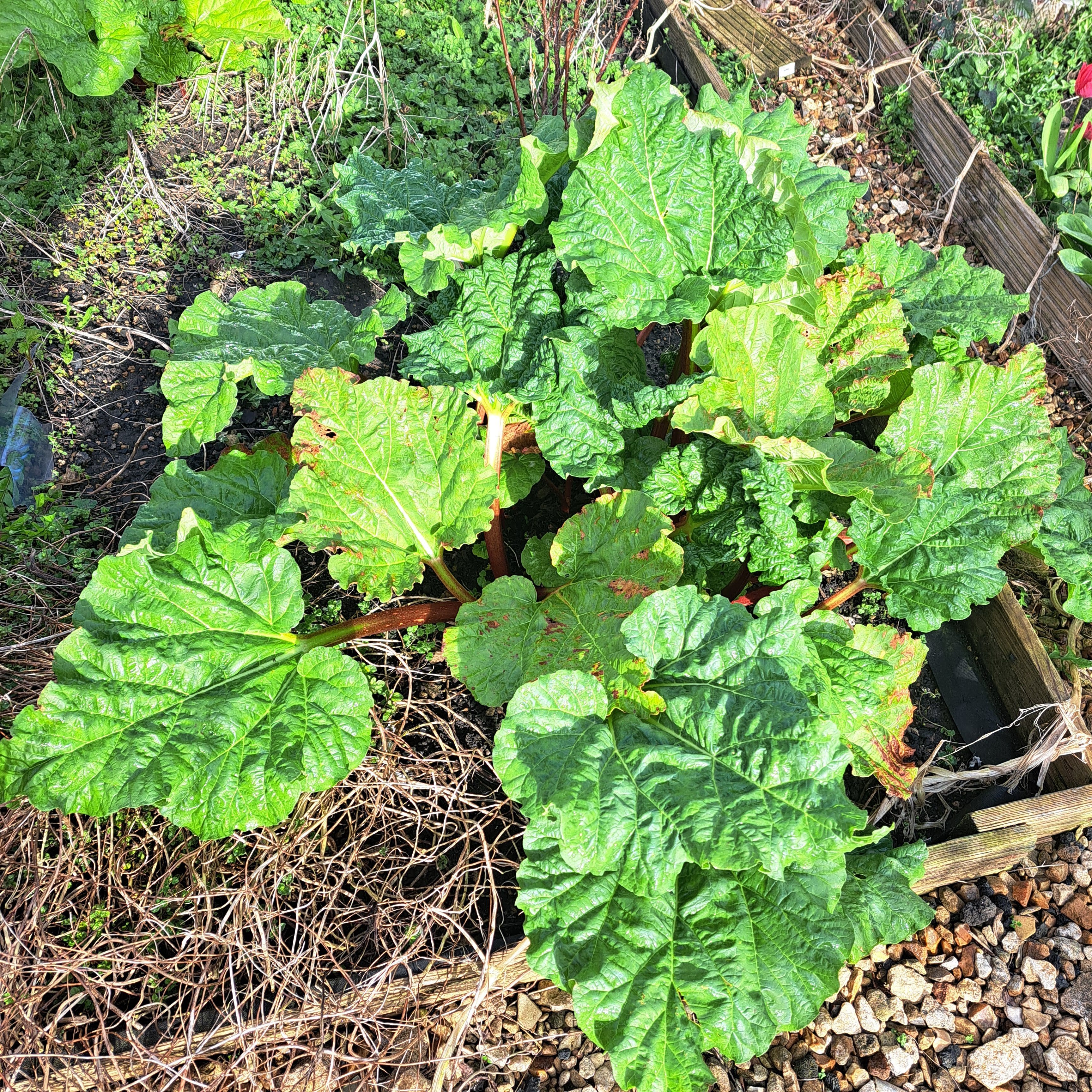 photo of rhubarb growing in the ground